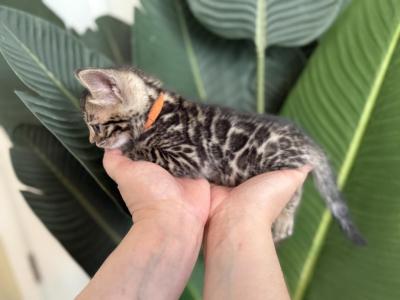Brown Bengal Kitten Orange Collar - Bengal - Gallery Photo #1