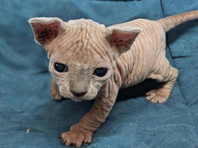 Sphynx Kittens - Sphynx - Gallery Photo #1