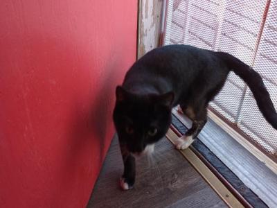 Shadow - Domestic - Gallery Photo #1