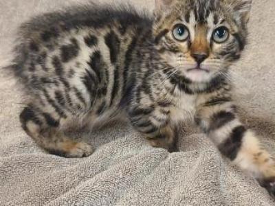 Ruth - Bengal - Gallery Photo #1