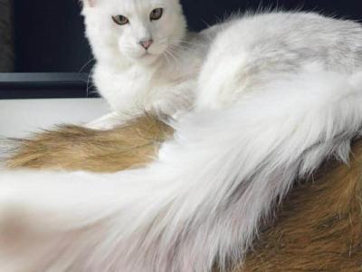 PREMIER MAINE COON LITTERS DUE - Maine Coon - Gallery Photo #1