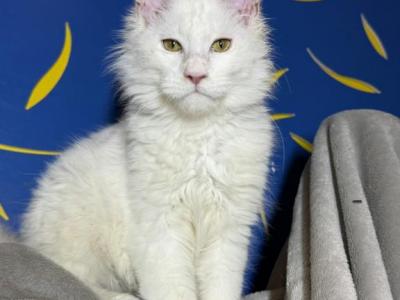 Adoption Snowman Pet Only - Maine Coon - Gallery Photo #1