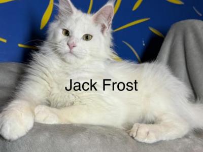 Adoption Frost Pet Only - Maine Coon - Gallery Photo #1