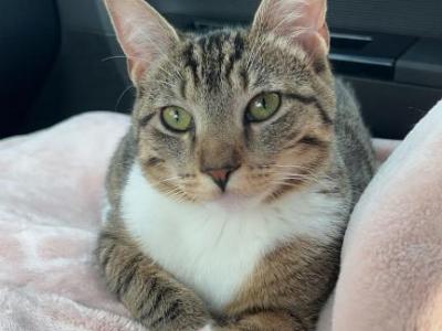 Bean - Domestic - Gallery Photo #1