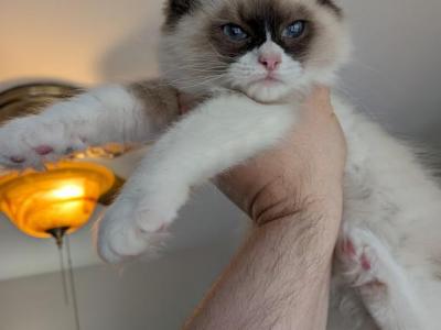 Bandit Seal Bi Color - Ragdoll - Gallery Photo #1