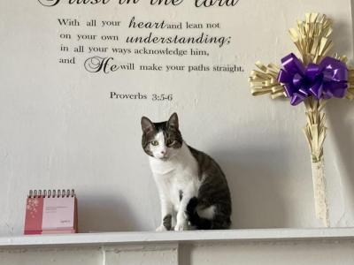 Pusheen - Domestic - Gallery Photo #1