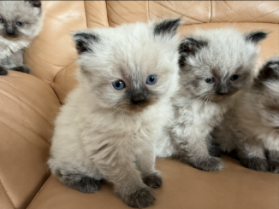 Max - Himalayan - Gallery Photo #1