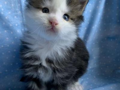 Jasper Poly Blue Eyes - Maine Coon - Gallery Photo #1