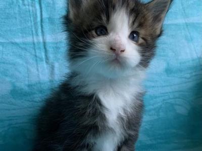 Jericho Blue Eyes - Maine Coon - Gallery Photo #1