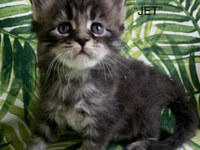 Jetta - Maine Coon - Gallery Photo #1