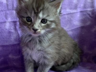 Sienna - Maine Coon - Gallery Photo #1