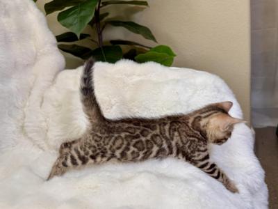 Brown Female Kitten Yellow Collar - Bengal - Gallery Photo #1