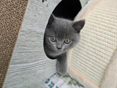 Mila - British Shorthair - Gallery Photo #1