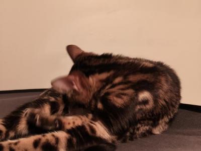 Glittering Jewels Litter - Bengal - Gallery Photo #1