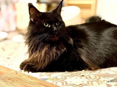 Maine Coon Litter Due April 3 - Maine Coon - Gallery Photo #1