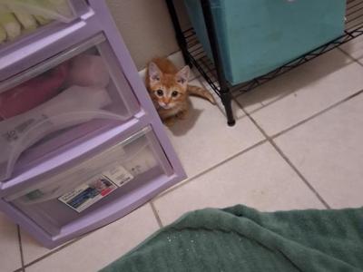 Luffy - Munchkin - Gallery Photo #1