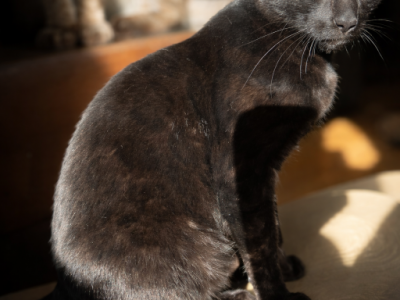 Black Bengal - Bengal - Gallery Photo #1