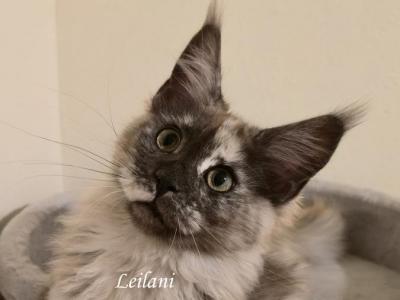 Leilani Black Smoke Tortie - Maine Coon - Gallery Photo #1