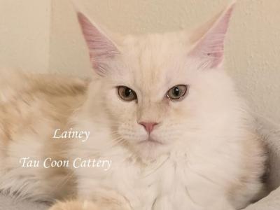Lainey Red Smoke - Maine Coon - Gallery Photo #1