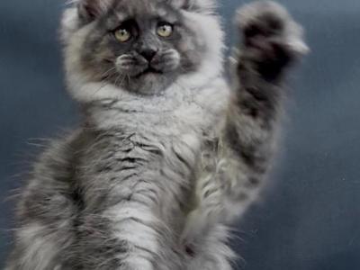 Dolly - Maine Coon - Gallery Photo #1