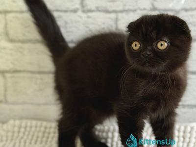 Felicia - Scottish Fold - Gallery Photo #1