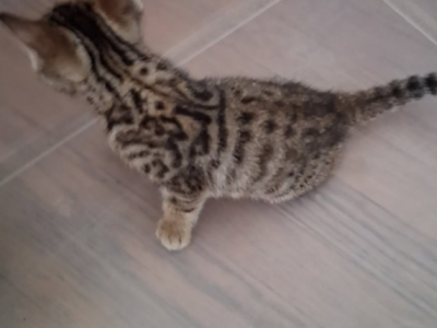 Light - Bengal - Gallery Photo #1