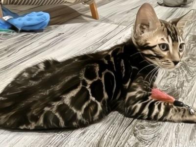 Nemo - Bengal - Gallery Photo #1