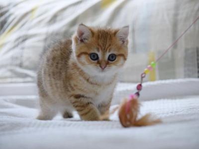Ian HappyBRI - British Shorthair - Gallery Photo #1