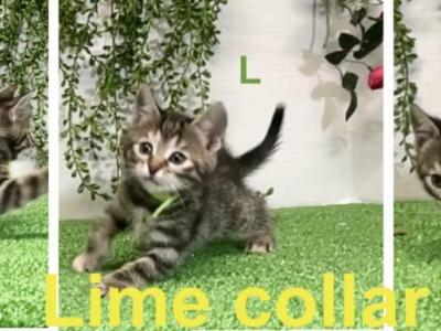 Lime - Bengal - Gallery Photo #1