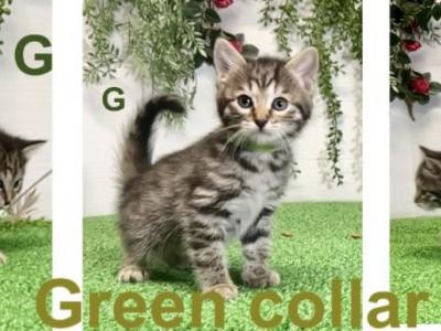 Green - Bengal - Gallery Photo #1