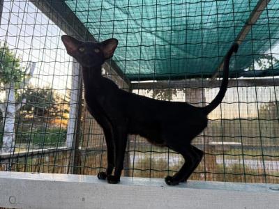 Izzi & Jossie Marbleficent - Peterbald - Gallery Photo #1