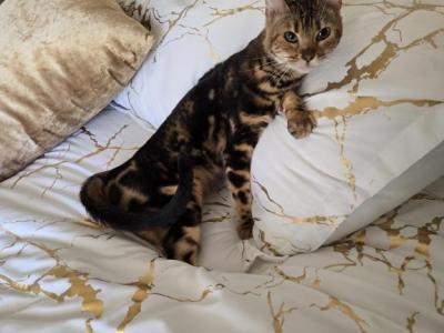 Bengal Marble Girl - Bengal - Gallery Photo #1