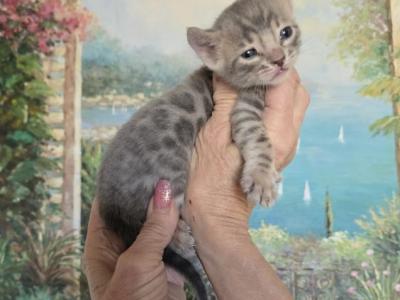 Gorgeous Blue Spotted Rosetted - Bengal - Gallery Photo #1