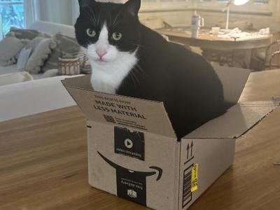 Tuxedo - American Shorthair - Gallery Photo #1