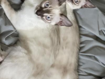 Yellow - Bengal - Gallery Photo #1