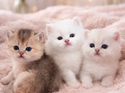 Teddy Bear - British Shorthair - Gallery Photo #1