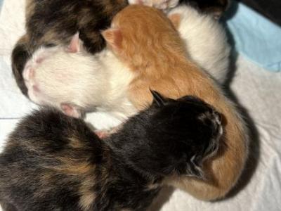 Ragamuffin - Ragamuffin - Gallery Photo #1