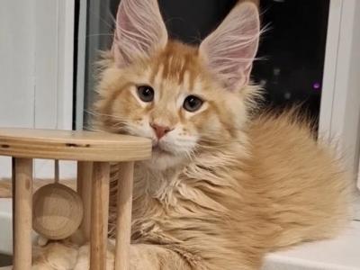 European Maine Coon - Maine Coon - Gallery Photo #1