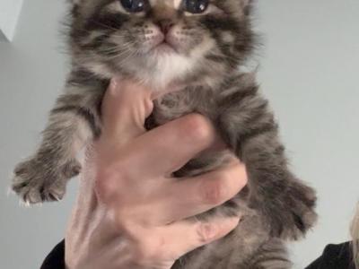 Scottish Fold Available For Reservation - Scottish Fold - Gallery Photo #1