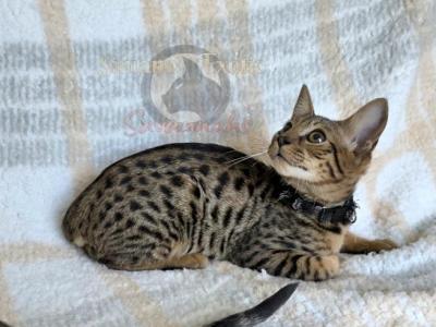 F4 Mr White - Savannah - Gallery Photo #1