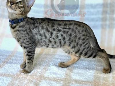 F4 Mr Blue - Savannah - Gallery Photo #1