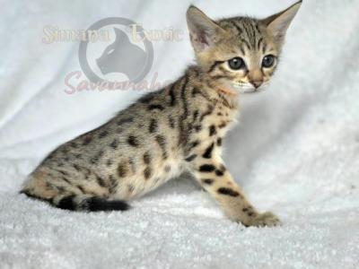 SBT Savannah Orange - Savannah - Gallery Photo #1