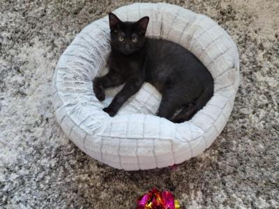 Sirius Black - Domestic - Gallery Photo #1