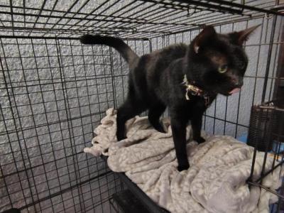 Lilo - Domestic - Gallery Photo #1