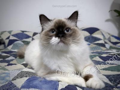 Jocunda - Ragdoll - Gallery Photo #1