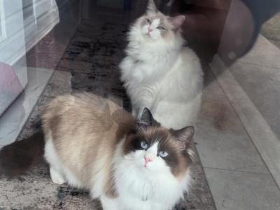 Male & Female - Ragdoll - Gallery Photo #1