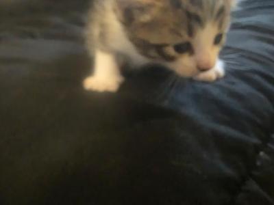 Cocoa - Ragdoll - Gallery Photo #1