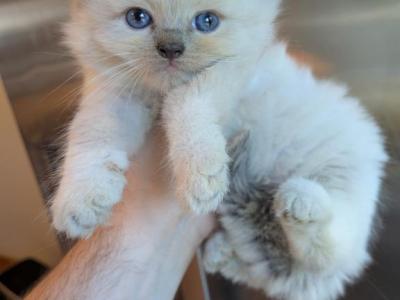 BLUEY  BLUE MITTED RAGDOLL - Ragdoll - Gallery Photo #1
