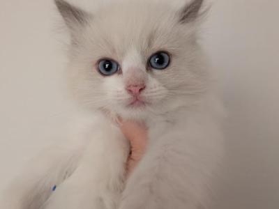 WALLEY  BLUE BI COLOR - Ragdoll - Gallery Photo #1