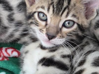 Bengal - Bengal - Gallery Photo #1